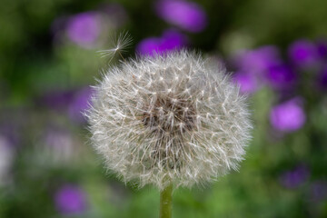 Sph&egrave;re de Souhaits Mauve