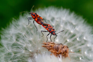Tandem sur un Nuage