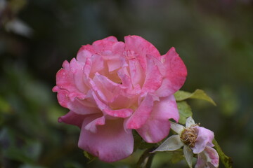 Japanese camellia with water drops on delicate petals