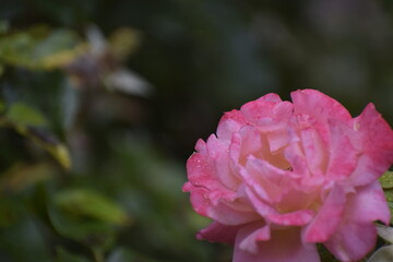 Japanese camellia with water drops on delicate petals