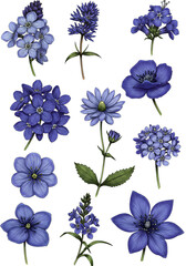 Illustration Of Assorted Blue Flowers On Isolated Transparent Background