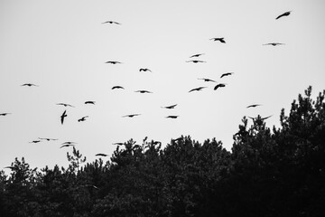 A flock of silhouetted raven birds soars above a dense coniferous forest, framed in stark black and white against a luminous sky.