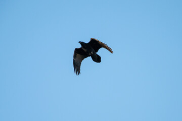 A solitary black raven bird soars through a clear blue sky, its wings outstretched in graceful mid-flight.
