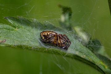 Famille Discr&egrave;te