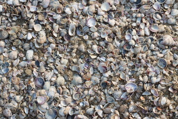 Seashells covering sandy beach creating intricate natural pattern
