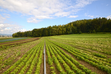 Feldgemüsebau, Höri, Hegau, Bodensee