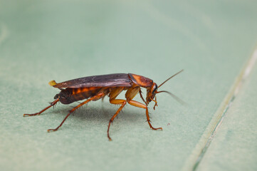 cockroach walking on green floor