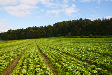 Feldgemüsebau, Höri, Hegau, Bodensee