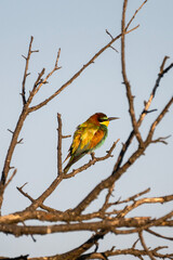 A striking bee-eater bird perches on a bare branch, its plumage glowing against the crisp blue sky.