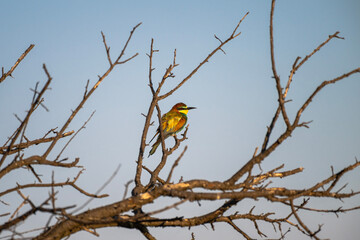 A vividly colored bee-eater perches on a bare branch, its plumage glowing against the crisp blue...