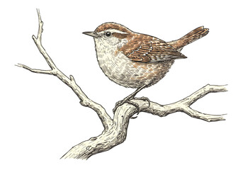 Illustration of Bird Perched on Branch with Brown and White Feathers on Transparent Background