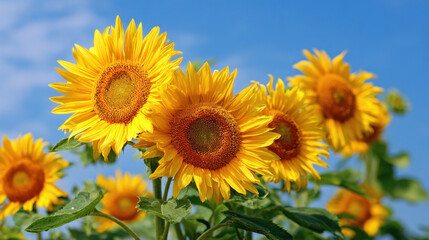 Obraz premium Bright sunflowers bloom under clear blue sky, showcasing vibrant yellow petals and rich brown centers. This cheerful scene evokes feelings of warmth and happiness