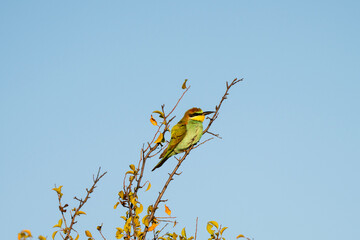 A vividly colored bee-eater perches on a bare tree branch, standing out against the crisp blue sky.
