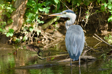 Wild grey heron searching for food in the water