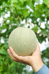Fresh Cantaloupe Melon in Hand with Green Natural Background - Sweet Organic Fruit