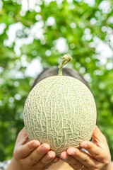 Fresh Cantaloupe Melon in Hands with Green Bokeh Background - Sweet Summer Fruit