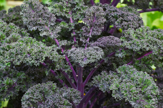 Gr&uuml;nkohl, Roter Krauskohl Scarlet,  Brassica oleracea