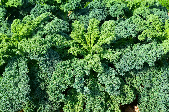 Gr&uuml;nkohl, Braunkohl,  Krauskohl, Brassica oleracea var. sabellica L.