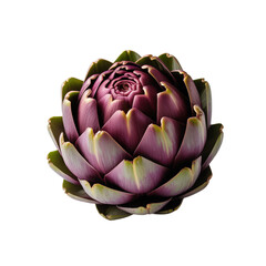 Fototapeta premium Fresh purple artichoke isolated on white background