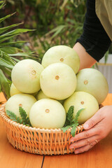 Fresh Yunnanese Melons in Wooden Basket - Small Asian Fruits Harvest Display with Natural Garden Background