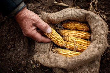 Rustic Harvest: A Farmer's Hand with Corn in a Burlap Sack on Rich Soil