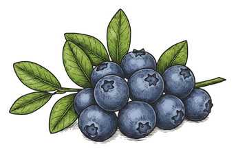 Illustration of Blueberries and Green Leaves Fresh Fruit on Transparent Background