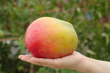 Hand Holding Fresh Rainbow Mango with Vibrant Colors in Garden Setting