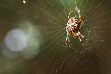 Spider in a web on a blurred natural green background. Selective focus. High quality photo.