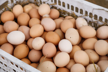 Fresh Farm Eggs in Basket - Raw Organic Brown and White Chicken Eggs