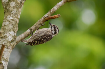 Sunda pygmy woodpecker hanging on a tree branch. Photographed in the western part of Singapore.