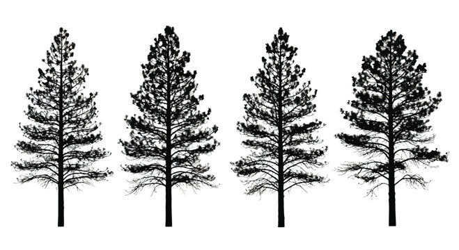 Four silhouette pine trees isolated on nature forest landscape element vector
