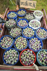 Fresh Plums Ready to Pick at Asian Farmers Market - Colorful Stone Fruits in Buckets Display