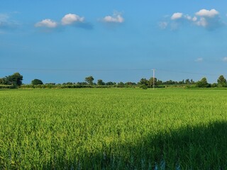green field and blue sky