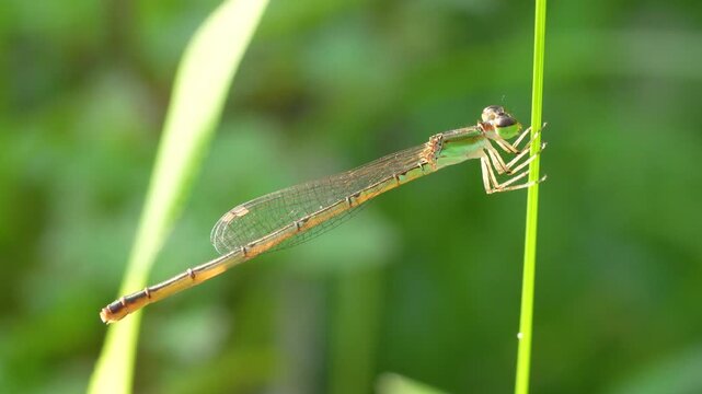 Capturing the delicate balance of a damselfly resting on a blade of grass. This vibrant macro footage offers a glimpse into the tiny, fragile, and beautiful world of insects.