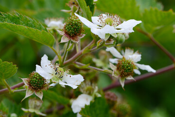 Brombeere,  Rubus fruticosus, Beerenobst, Obst
