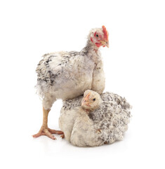 Two gray chicks on white background.