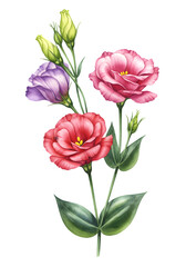 Illustration Of Colorful Watercolor Flowers With Green Stems And Isolated Background