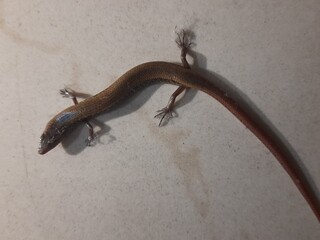 Baby Bronze grass skink on tiles floor. Its common names  bronze mabuya, speckled forest skink and Eutropis macularia. It is a species of skink found in South and Southeast Asia.