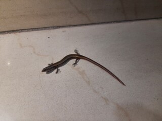 Baby Bronze grass skink on tiles floor. Its common names  bronze mabuya, speckled forest skink and Eutropis macularia. It is a species of skink found in South and Southeast Asia.