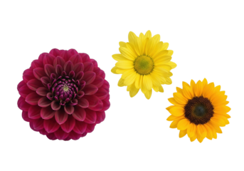 Autumn flowers PNG transparent background isolated white fall garden collection dahlia chrysanthemum sunflower