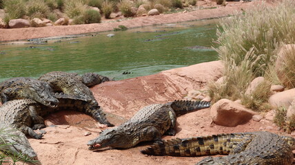 Fototapeta premium Group of Nile crocodiles basking on a riverbank by a green pond – dangerous reptile wildlife with armored scales, teeth and tails; gator/caiman family resting
