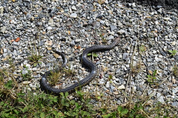 Schlange am Wegesrand