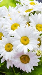 Fresh daisy flowers in circular arrangement, highlighting white petals and yellow centers with natural light.