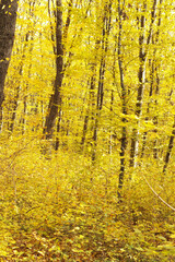 Fototapeta premium Scenic autumn forest with trees covered in golden yellow leaves. Bright fall foliage creating a natural seasonal background.
