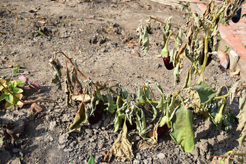 Pepper plant damaged by frost.
