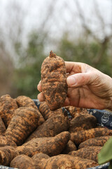 Freshly Dug Chinese Alpine Asparagus Tubers with Mud - Traditional Medicine Root Vegetables