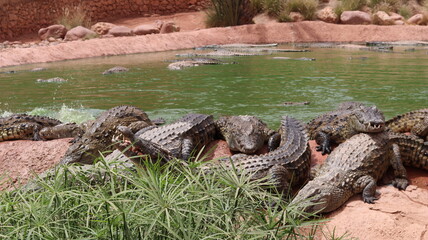 Group of Nile crocodiles basking on a riverbank by a green pond – dangerous reptile wildlife with armored scales, teeth and tails; gator/caiman family resting