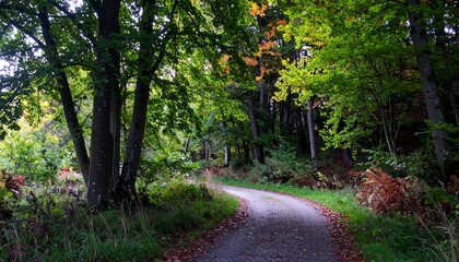 Fototapeta premium Autumn forest path (6)