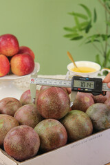 Measuring exotic dinosaur eggs fruit with digital caliper - fresh produce quality control concept