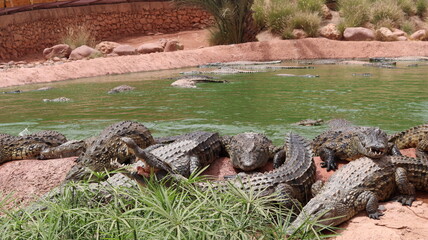 Fototapeta premium Group of Nile crocodiles basking on a riverbank by a green pond – dangerous reptile wildlife with armored scales, teeth and tails; gator/caiman family resting